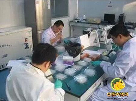 规模猪场疫病实验室检测常见问题：抽样、费用、评价等