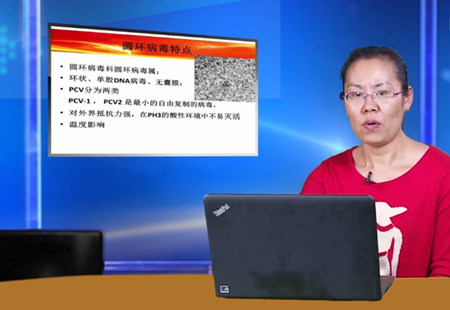 【实用养猪技术】李敏：猪圆环病毒病综合防治 