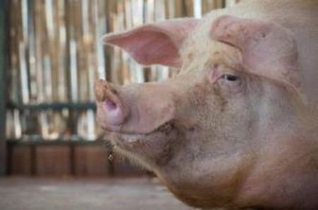 原来引发猪“无名高热”的罪魁祸首在这？