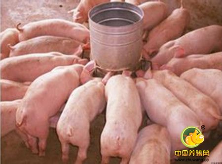 为什么发霉的玉米做饲料不能喂猪
