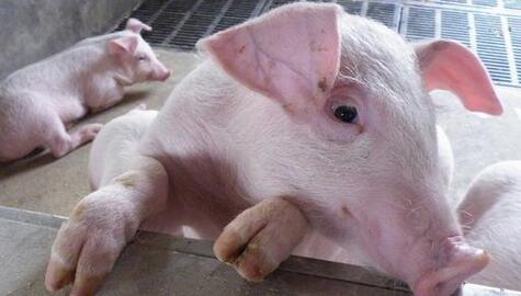 江西发生一起猪O型口蹄疫疫情，208头发病145头死亡