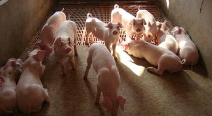 温氏集团：未来让机器人养猪养鸡不是梦