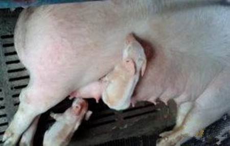 教教你怎么用2元钱解决母猪产后厌食...