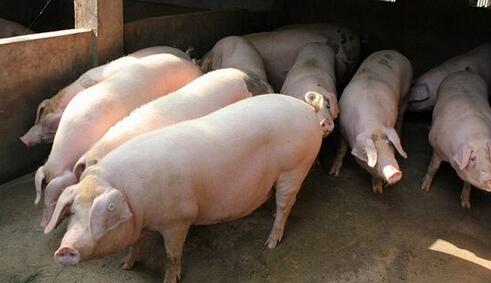 官方回应越南走私生猪流入四川：将严查绝不姑息