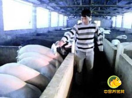 养猪这么多年，您未必知道什么才是猪场亏损的重要原因?