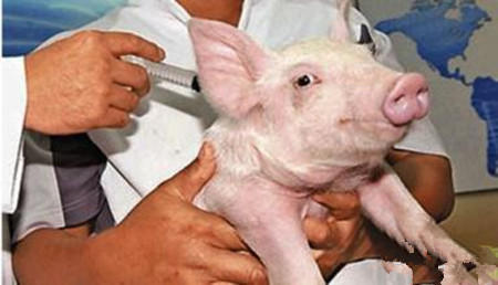 如何诊断猪霍乱