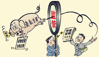 广西连夜审查越南走私猪涉案官员，严查私屠滥宰行为