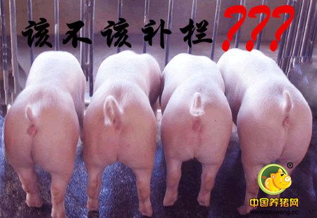 重庆丰都:逢贵莫赶、逢贱莫懒 生猪卖出后应及时补栏