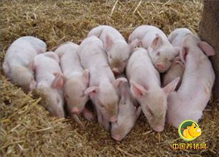 猪魏氏梭菌病的诊断和防治措施