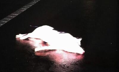 可怜！“二师兄”跳车摔断腿趴路边 吓坏路人