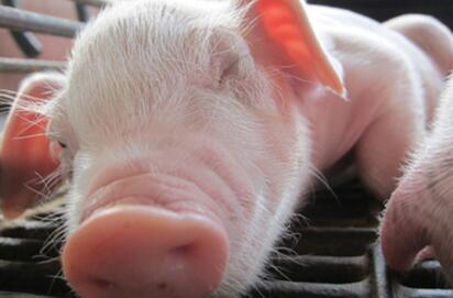 团伙盗窃猪崽171头，你绝对想不到他们是怎么潜入猪舍的！