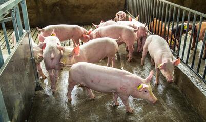 11头猪崽不翼而飞，养猪人伤心痛哭