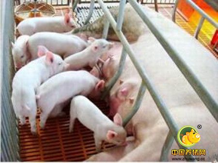 肥猪延期出栏的原因及对策