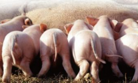 新生仔猪灌注“糖”液有益