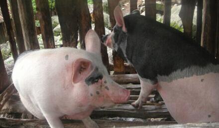 你没见过的新技能：农民养猪引来科学院“杀虫导弹”！