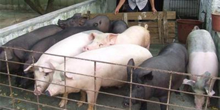 感人！驻村干部自掏腰包 帮助养猪农户赚钱！