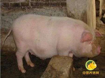 影响肉猪料肉比的六因素