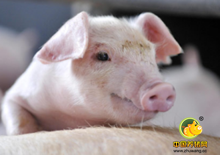 猪注射疫苗后眼睑肿胀，呼吸急促、全身发红怎么办？