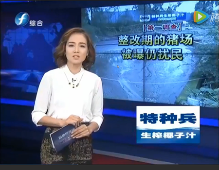 整改期的养猪场粪水外泄“扰”民 臭气熏天