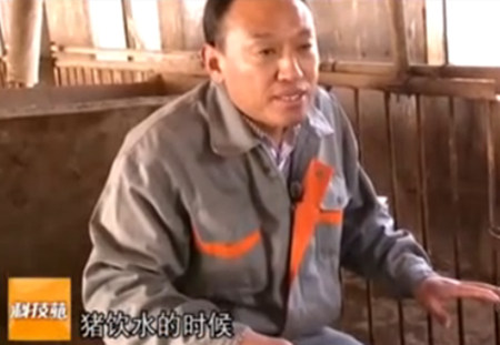 猪场神器小发明！解决生猪饮水大问题 