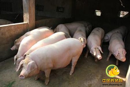 猪缺锌性皮炎常与坏死性皮炎混淆 可以这样诊治……