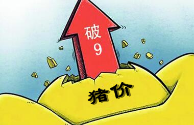 养猪人预测：猪价9元时代何时来？