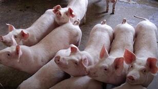 全国500个农村集贸市场仔猪平均价格（11月28日）