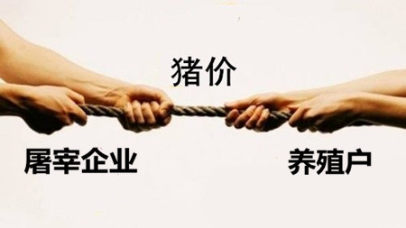 猪价上涨屠宰量却不大？ 屠企敢压价全靠这一点