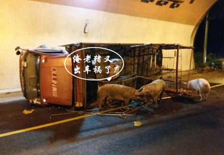 驾驶员犯困“二师兄”受苦湖北高速上演“猪在囧途”