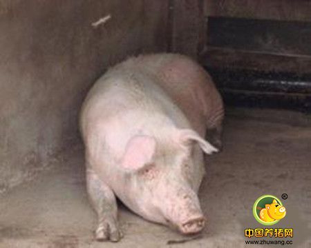 猪呼吸道病的控制方法