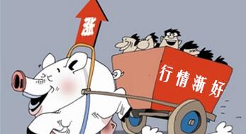 后市消费增加将带动南北猪价一起上涨！