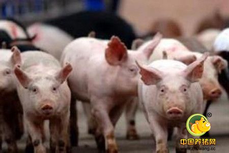 猪胃溃疡的症状、致病原因以及治疗方案！