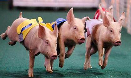 拖欠饲料款不还，老赖被抓时却担心被孩子看见丢脸