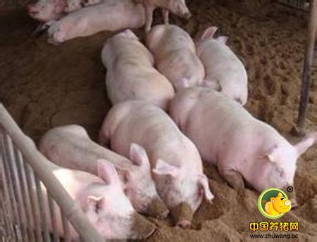 育肥猪生长营养饲料补充