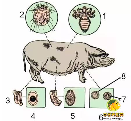 是谁偷走了猪场的钱—猪寄生虫病