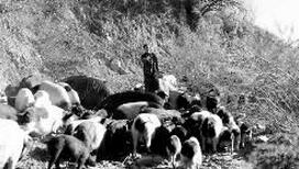 男子将猪散养山林4个月丢猪数百头，损失五六十万