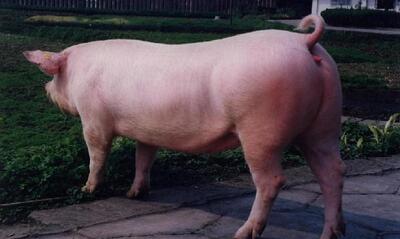 奇葩！母猪受惊吓流产，主人竟找民警主持公道