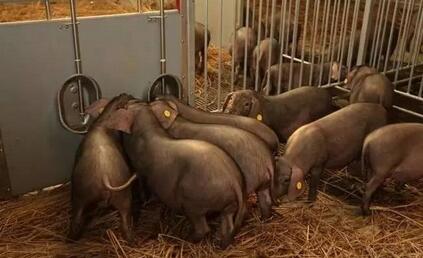 网易丁磊养猪四大疑惑，猪蹲马桶还住标间？