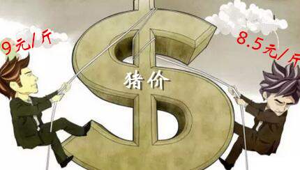 这些地区再冲9元高价！猪价要何去何从？