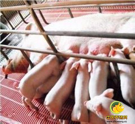 母猪产后催乳有妙方