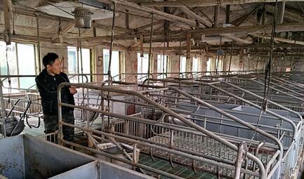 江西一养猪户损失近80万，疫苗惹的祸？