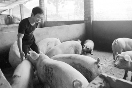 对于管理养猪场十个比较常见的错误想法