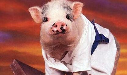 2017年养猪，有三种人难赚钱！