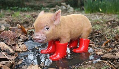 90后猪场美女的内心独白！世界再大我也会坚持养猪！