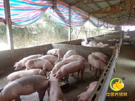 养猪舍位置和采光的关系