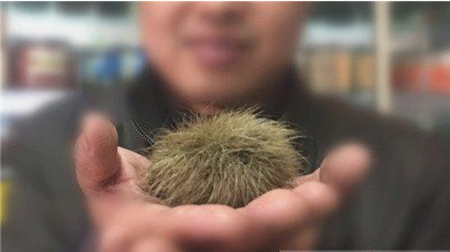 杀猪时又发现猪宝？！此物外表奇特待考证