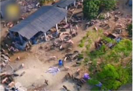 广东一养殖场被强拆 上千头猪满山跑（组图）