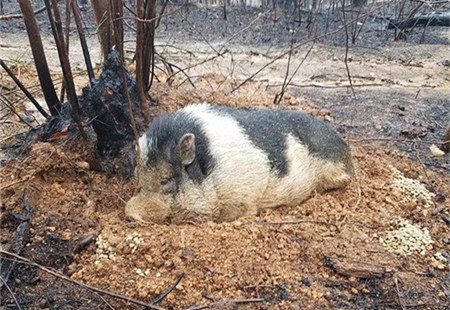 感人！他们抛下猪匆匆逃命，猪却在等他们回家（组图）