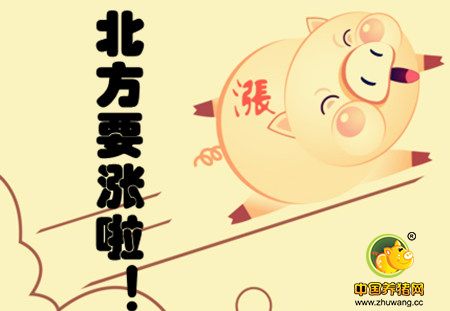 猪价上涨仍有风险 但进入腊月后北方猪价将大幅度上涨