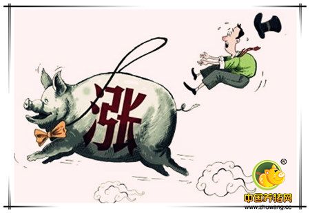 需求稍有减弱 但猪价缓步上涨依旧是主流行情